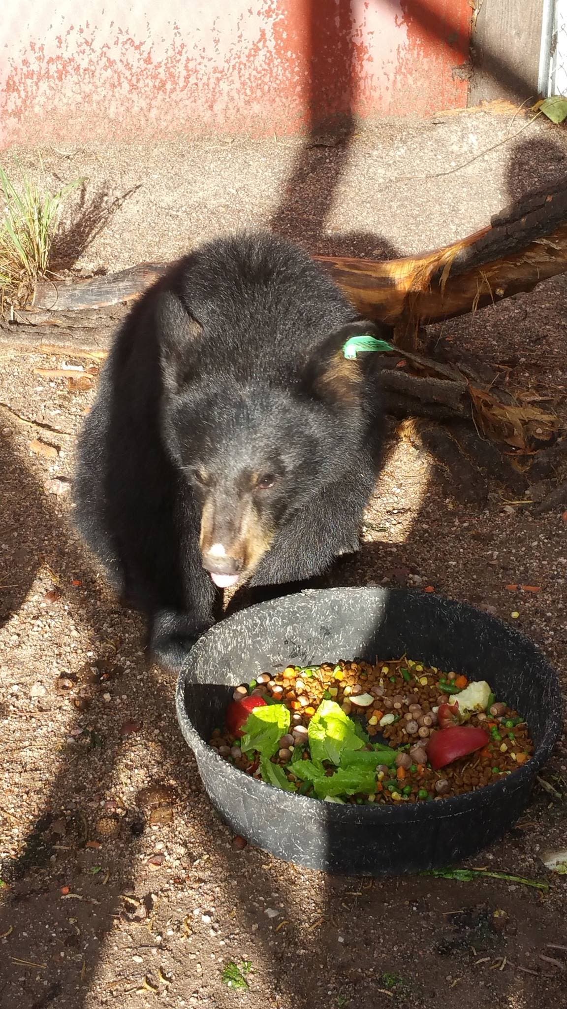 22047711_1454353681315320_8906425485608063453_o None