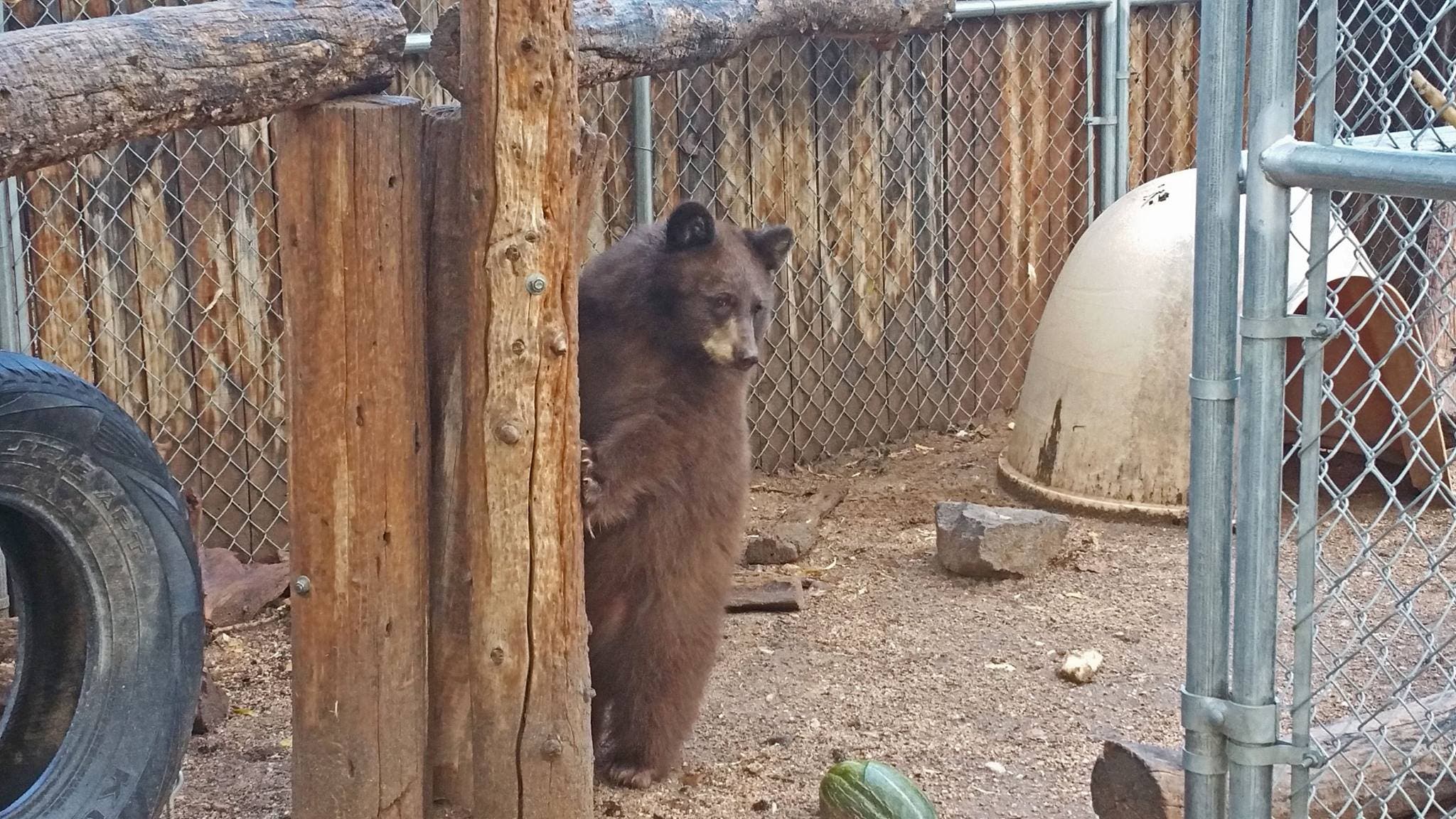 22096143_1454354001315288_5773129526441189070_o None