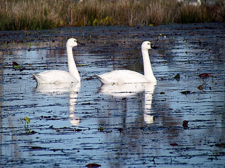 23696565540_7ebf9cc49f_o Pocosin Lakes National Wildlife Refuge, NC: .5-mile Duck Pen Wildlife Trail. No shame in being a snowbird. See the species that gave the…