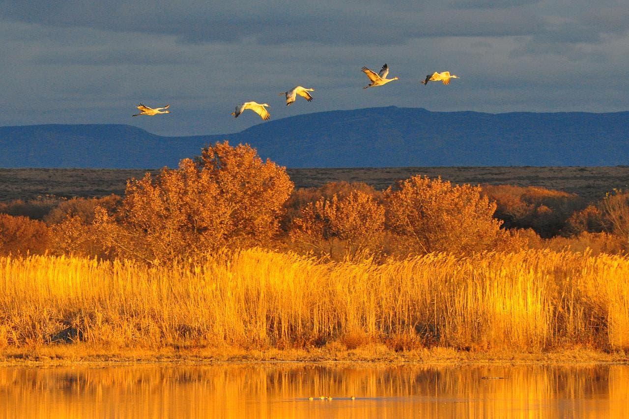 Bosque del Apache, NM: 1-mile John P. Taylor Jr. Memorial Trail Locals are so enthusiastic about the migrating birds at the Bosque del Apache…