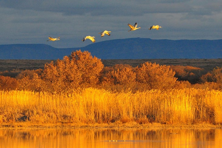 3078870940_25729cb0de_o Bosque del Apache, NM: 1-mile John P. Taylor Jr. Memorial Trail Locals are so enthusiastic about the migrating birds at the Bosque del Apache…