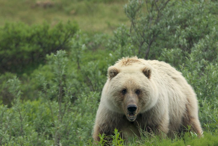 Test your knowledge of Bears trivia