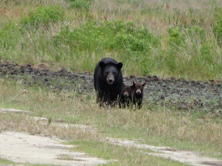 alligator-bear bears