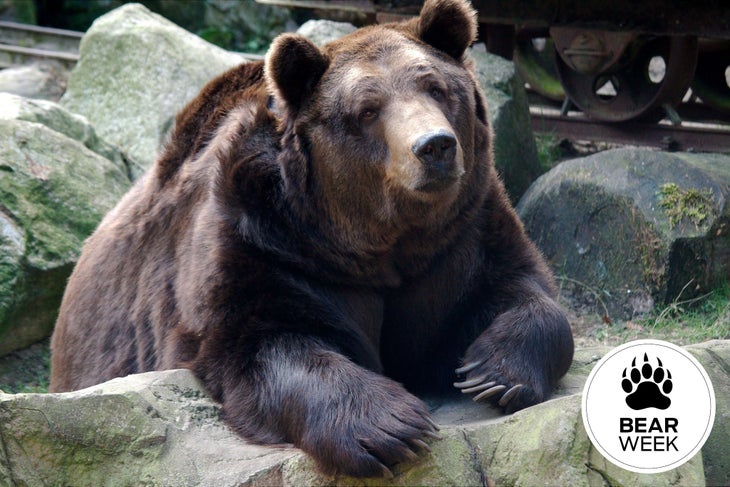 ask-a-bear-bear-week ask-a-bear