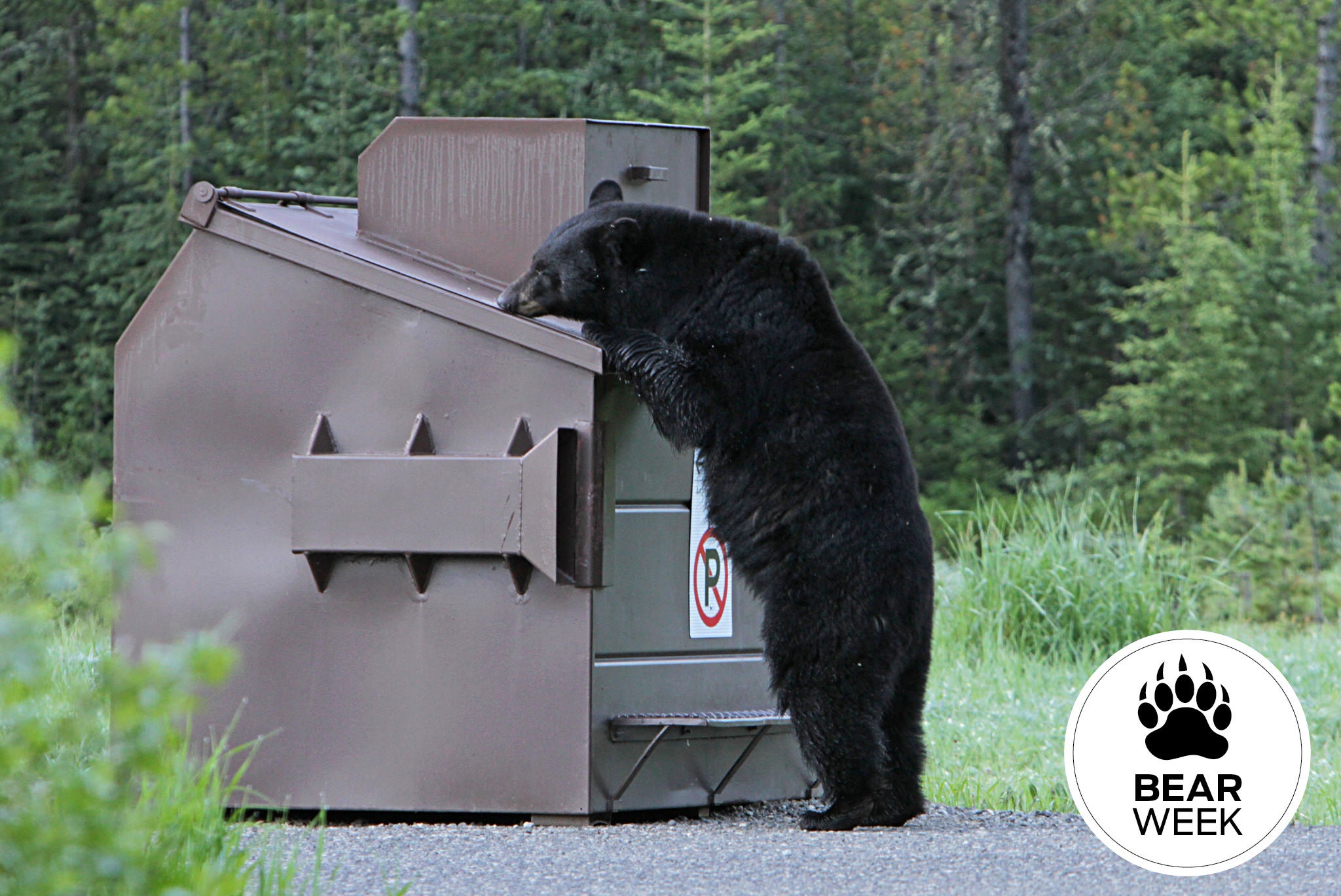 "Bear Dumpster"