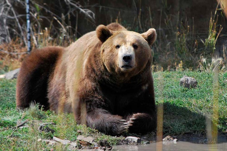 bearquiz-1 grizzly