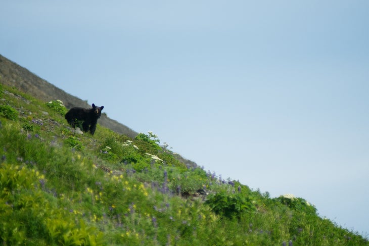 bearquiz-2 black bear