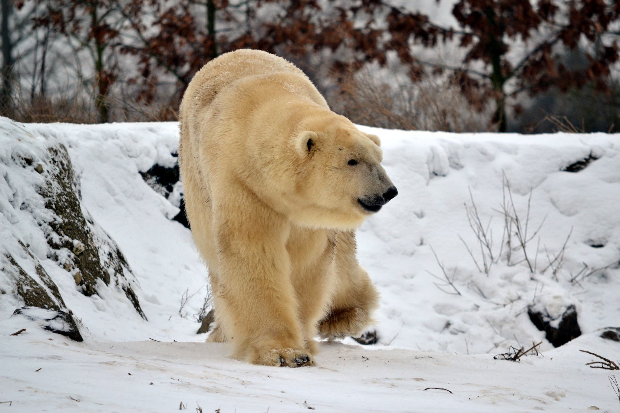 polar bear