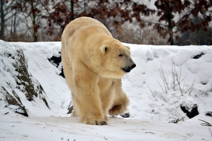 bearquiz-3 polar bear