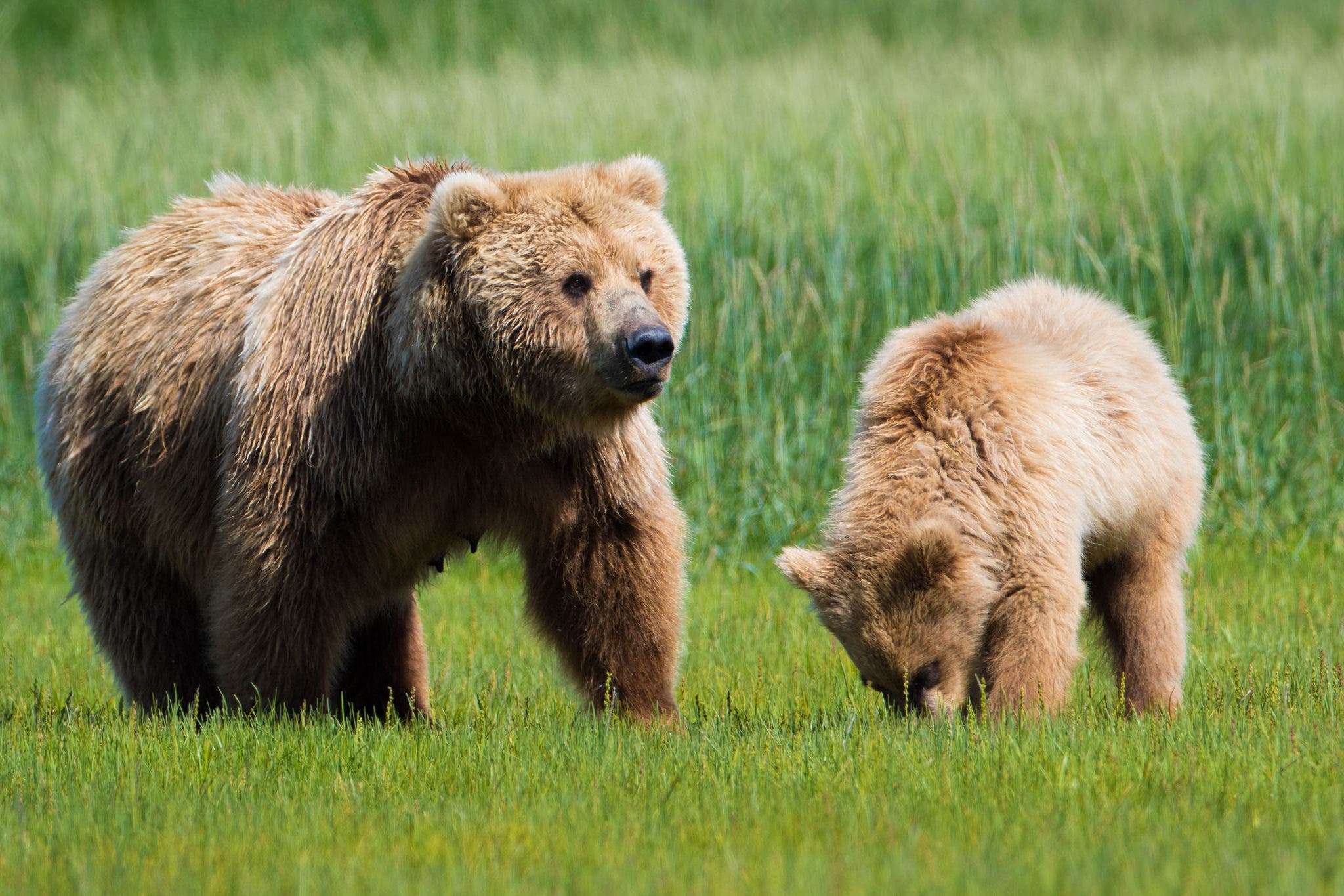 bearquiz-4 grizzlies