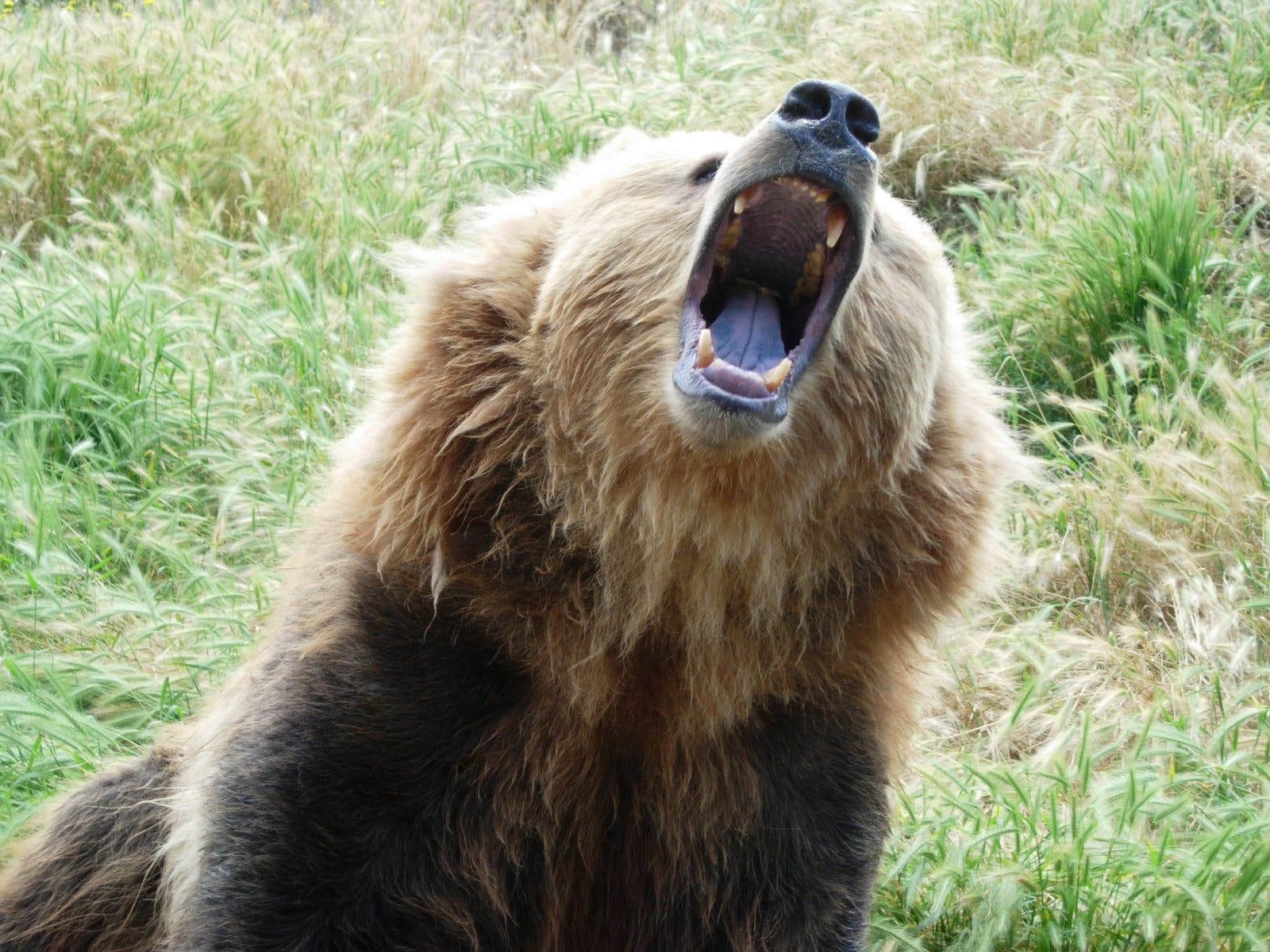 growling bear