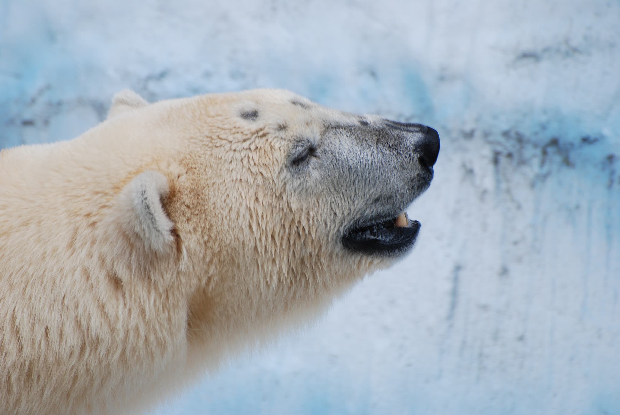 bearquiz-8 polar bear