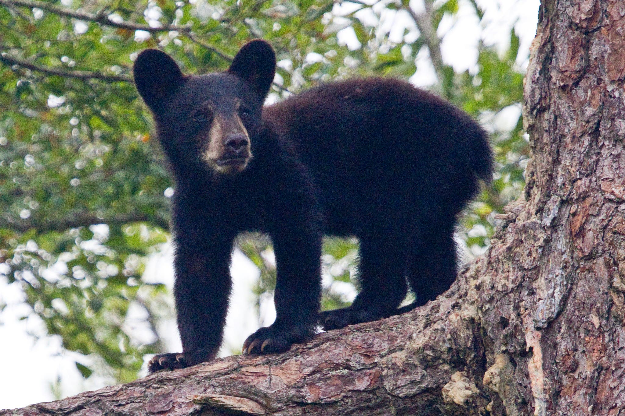 black bear cub virus Black bear cub