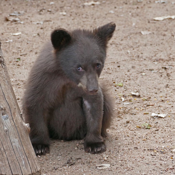 Blue Beary Post Op None