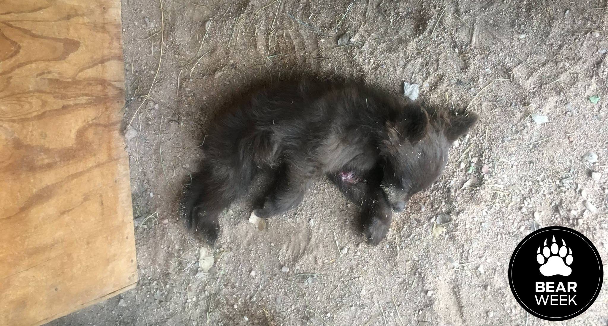 Blue Beary Pre-Op-3 bear cub