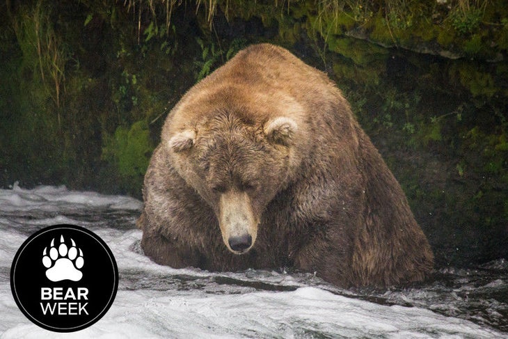 fat-bear-otis None