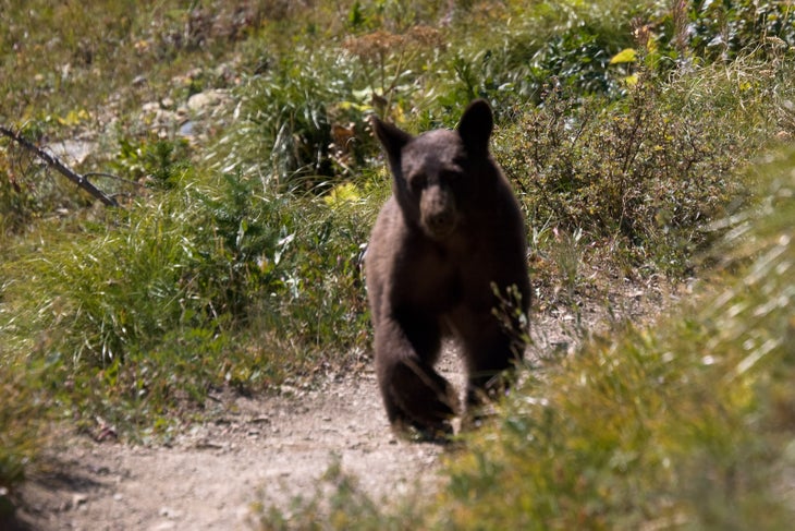 glacier-bear bear
