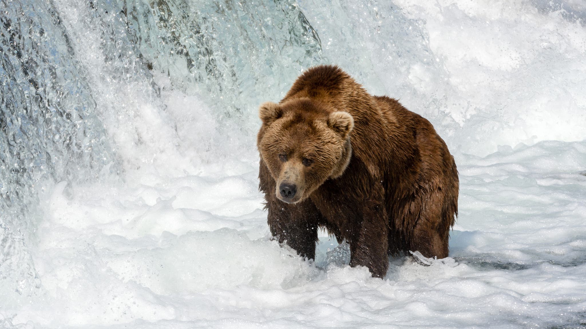 Brown bear