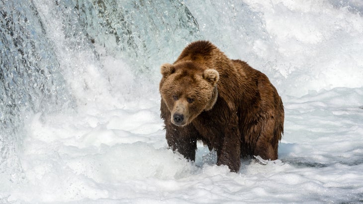 katmai-bear Brown bear