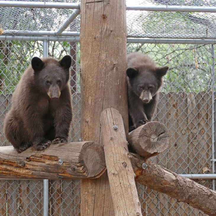 Logan and Blue Beary None