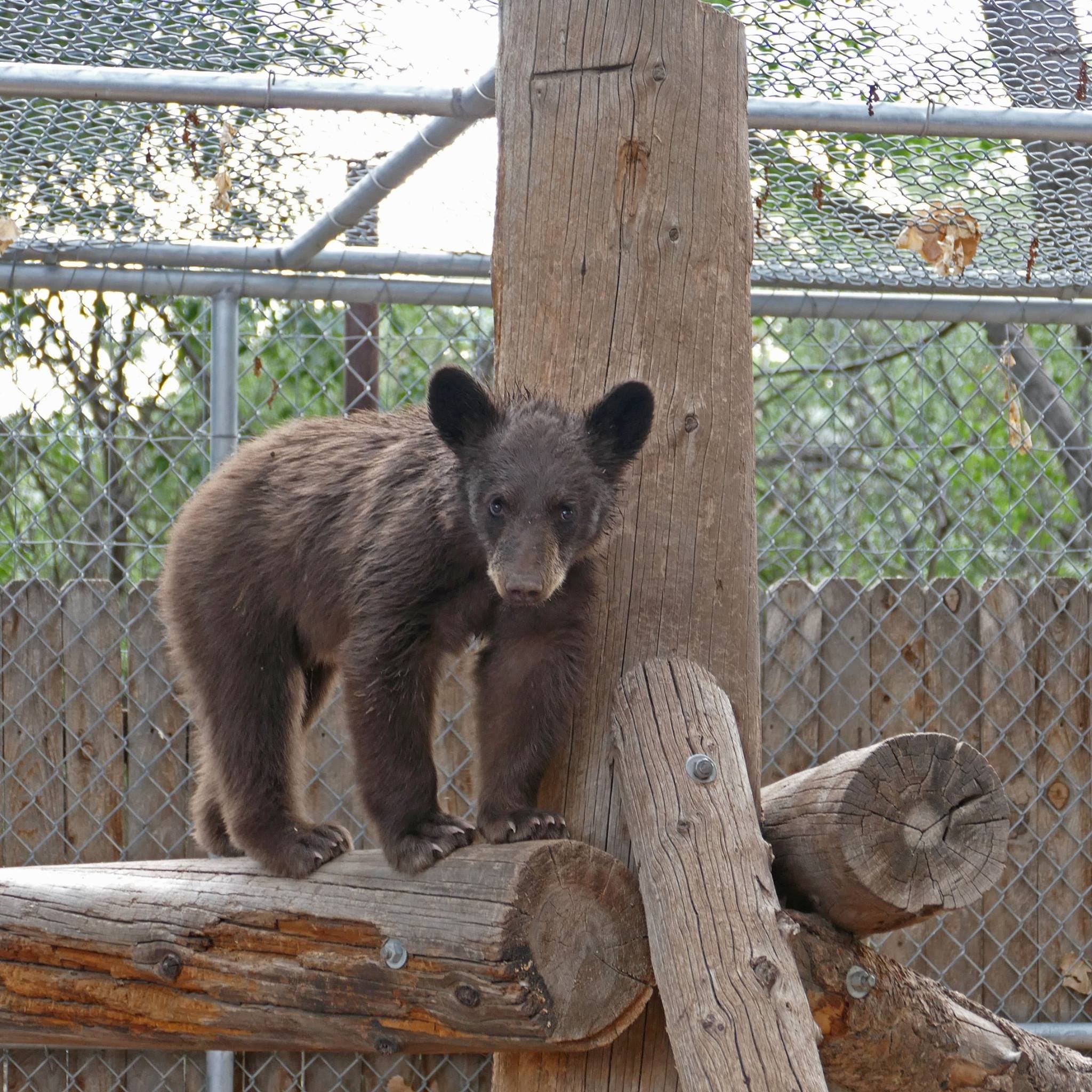 Logan Beary Old None