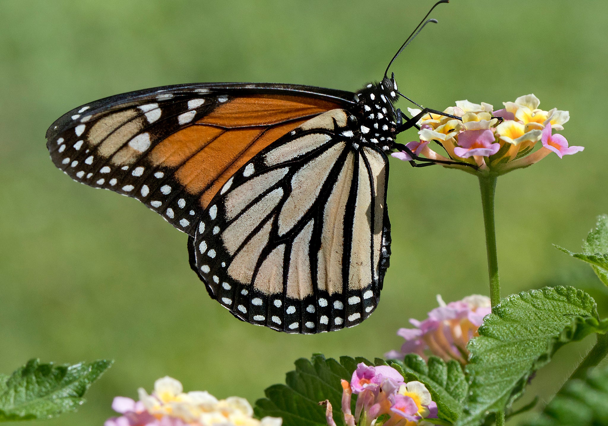 "Monarch butterfly"