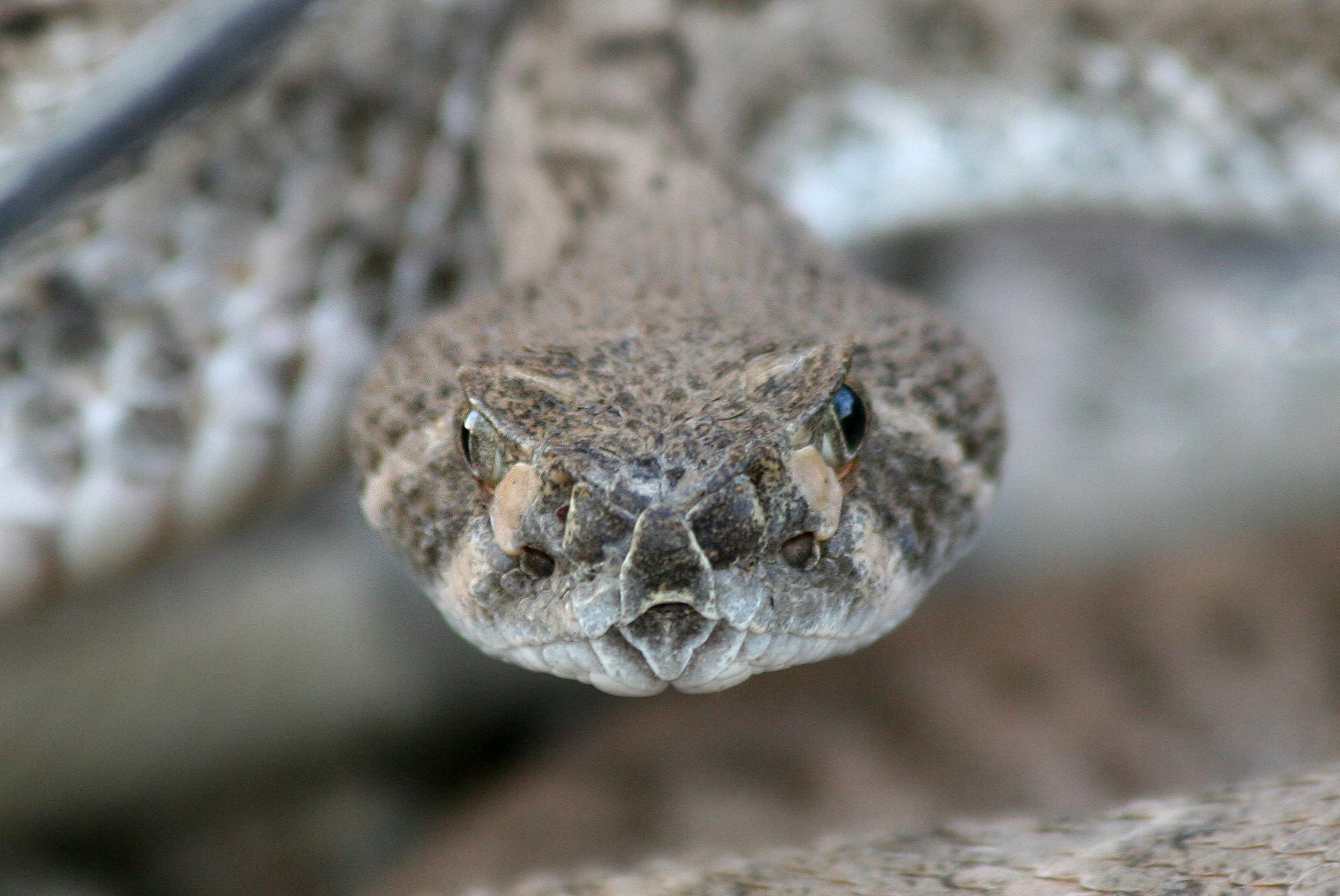 rattlesnake Rattlesnake