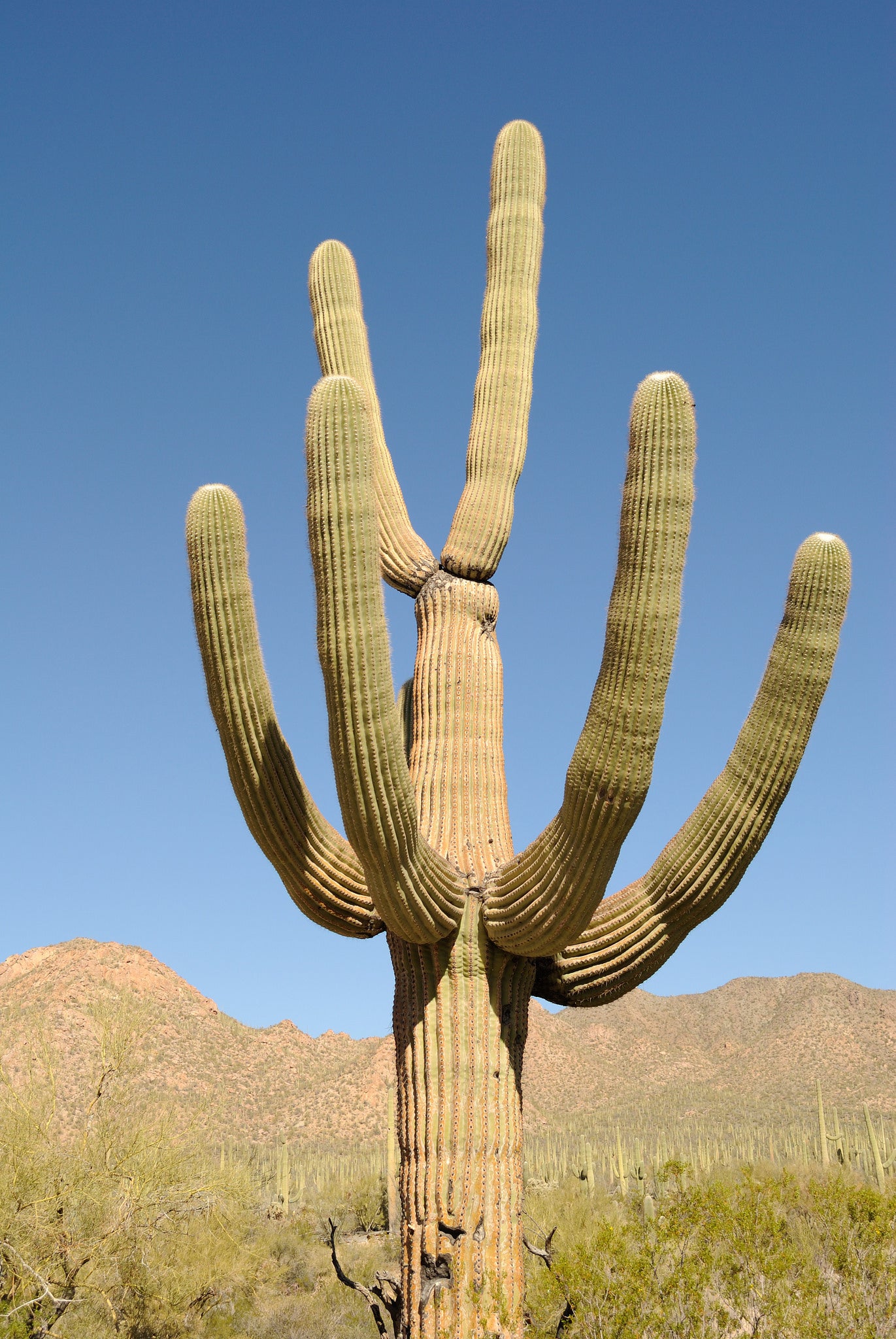 "Saguaro"