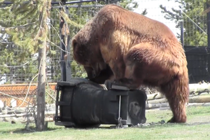 Watch: Bears Try to Break Bear Cans