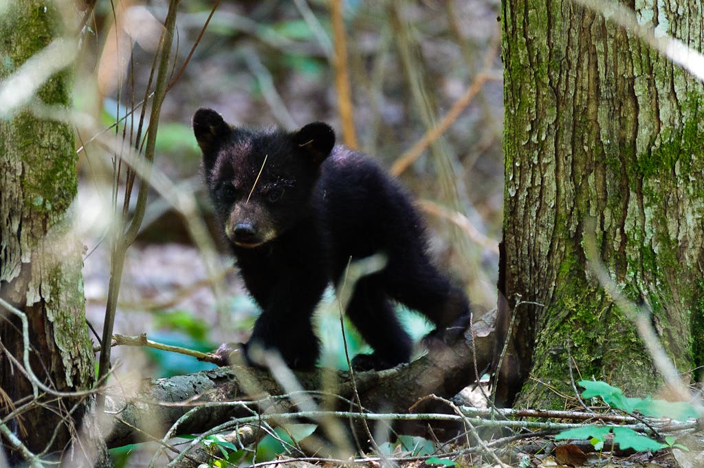 smoky-bear Bear cub