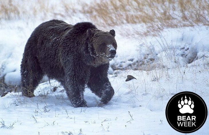 snowgriz-bear-week snow grizzly