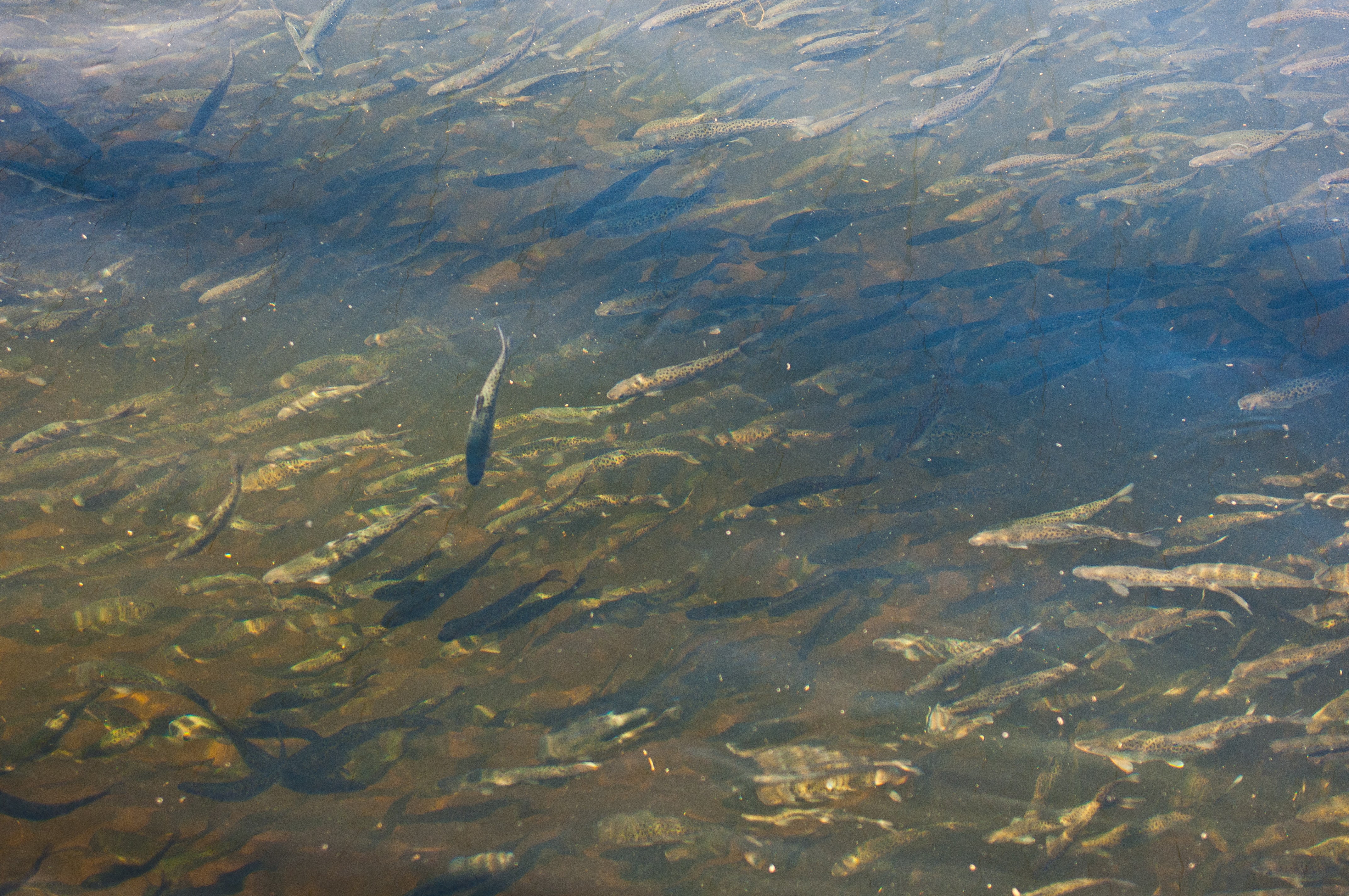 "Juvenile steelhead"