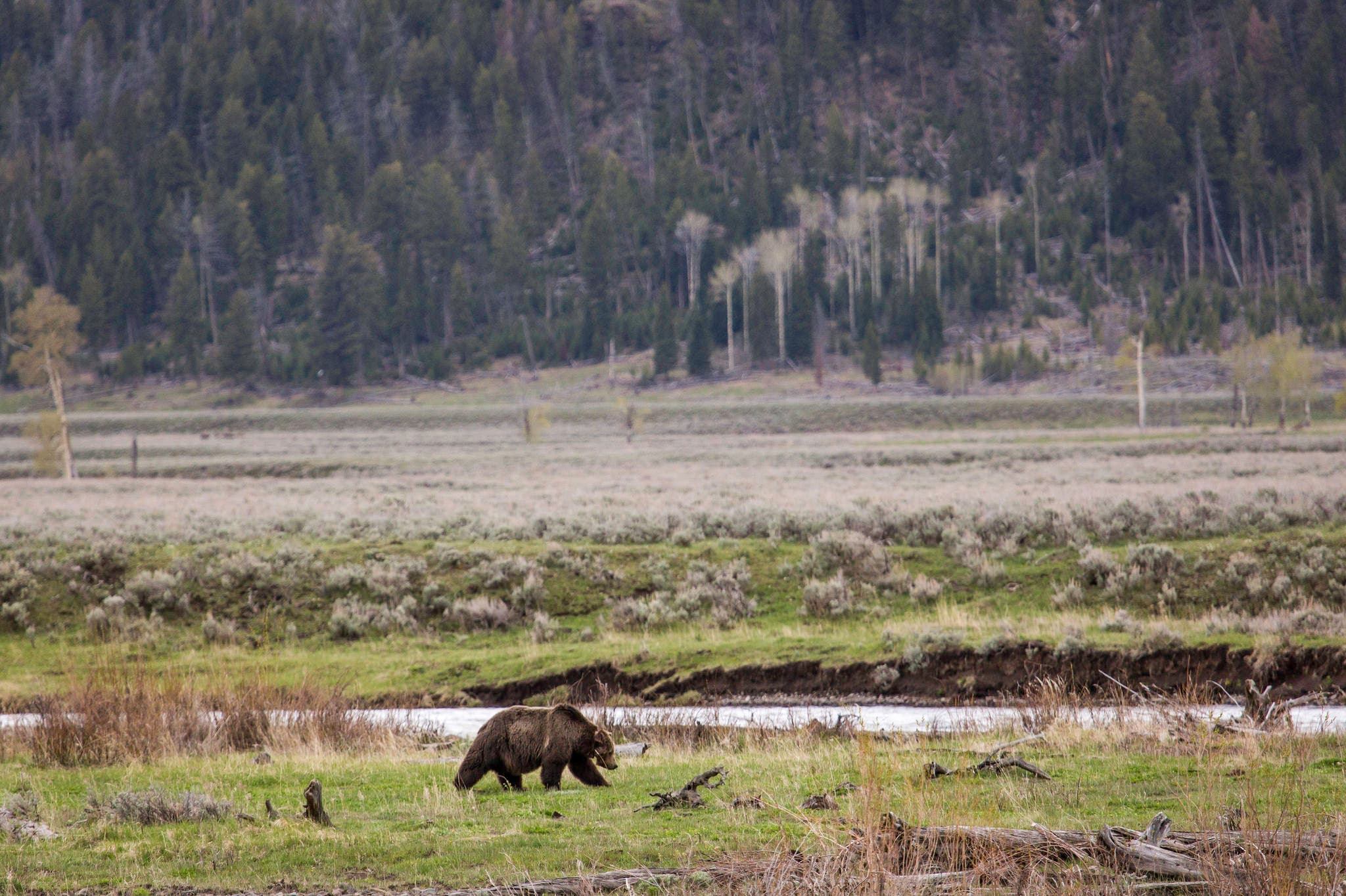 yellowstone-bear Yellowstone Grizzly