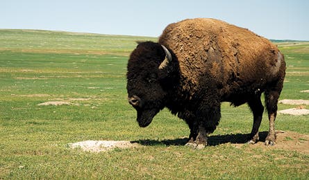 November 09 Rip N Go Sage Creek Bison 445x260 19850 november 09 rip n go sage creek bison 445x260