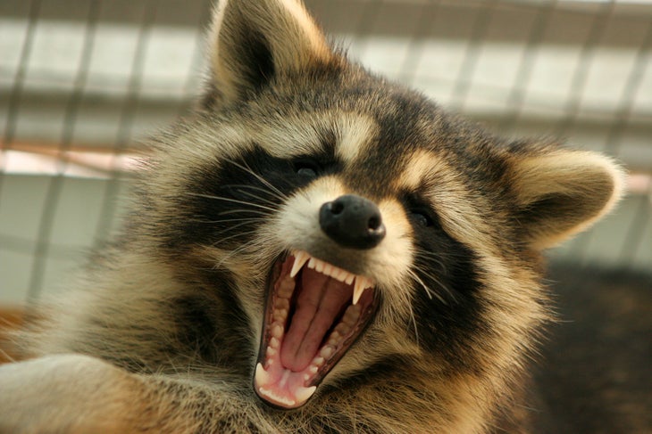 rabies None