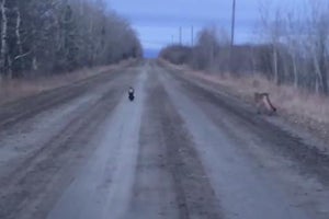 Watch: Skunk Chases Off Cougar