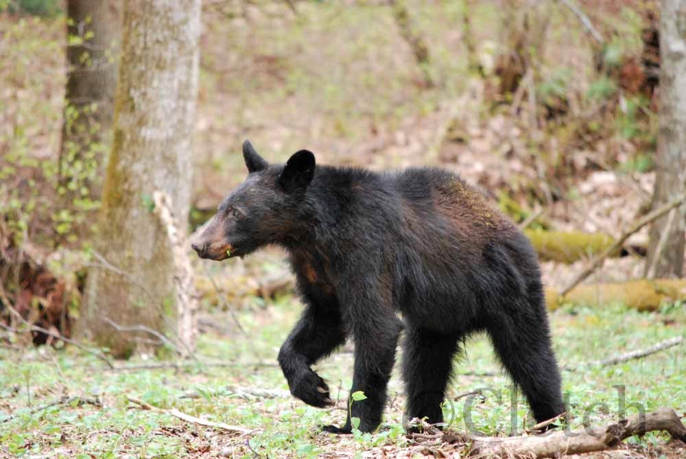 California Bears Spreading to Eastern Nevada