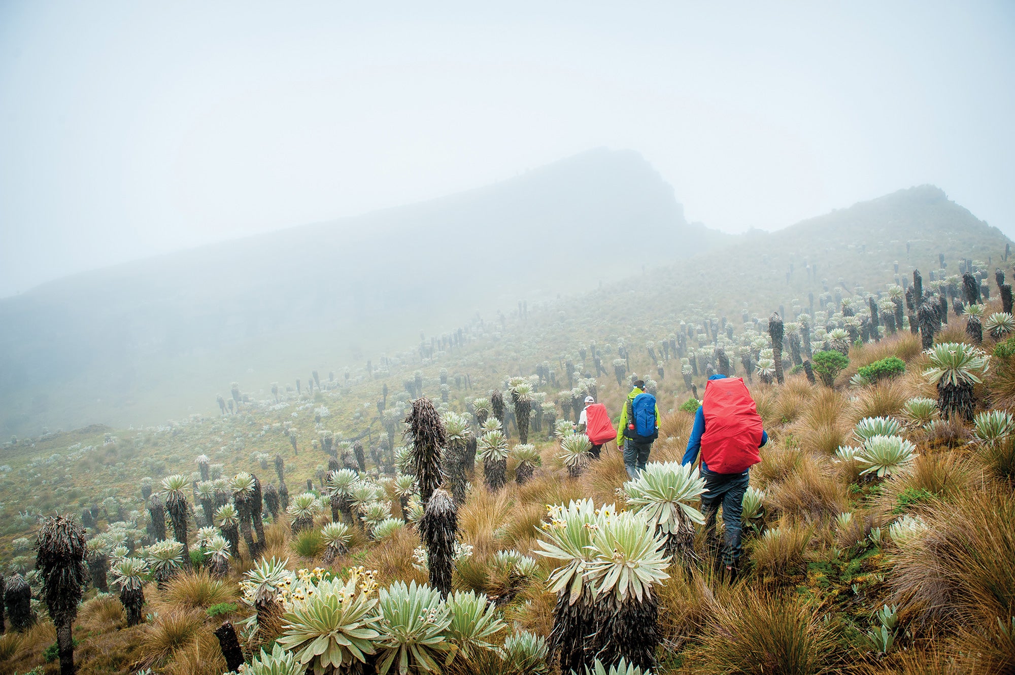 "The editors pass Playa de Frailejónes,  a low-growing forest of páramo flora in Colombia"