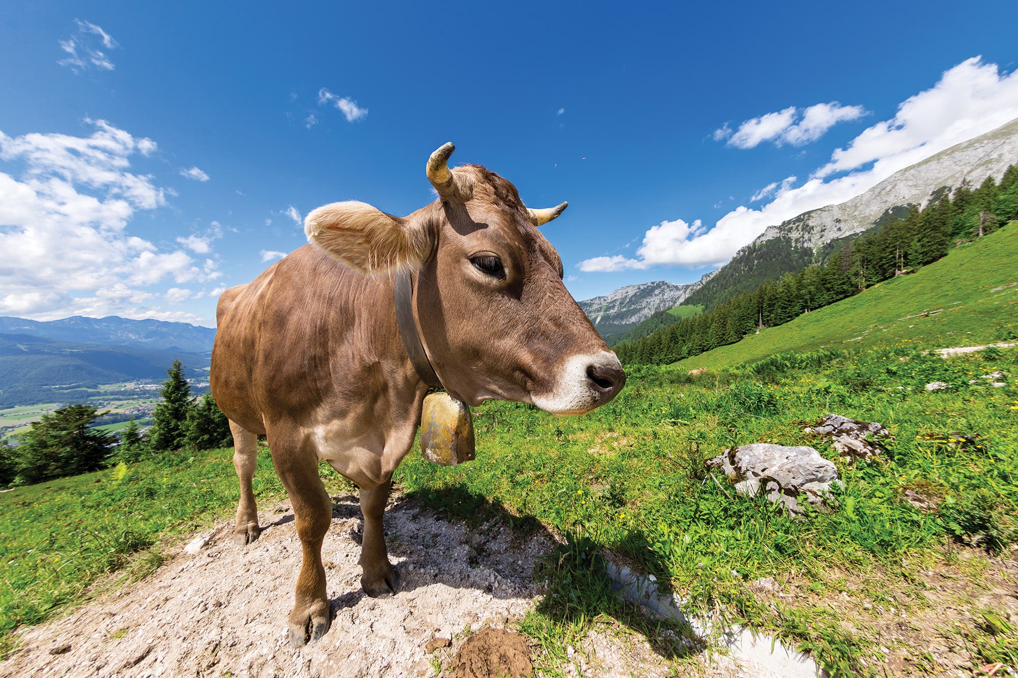 BP0118FEAT_SWITZ_Istock543831582 Beginner hikes in the Alps—cow