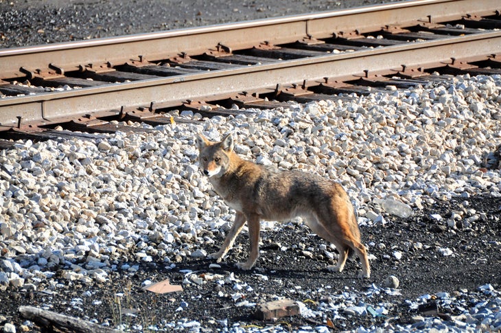 coyote None