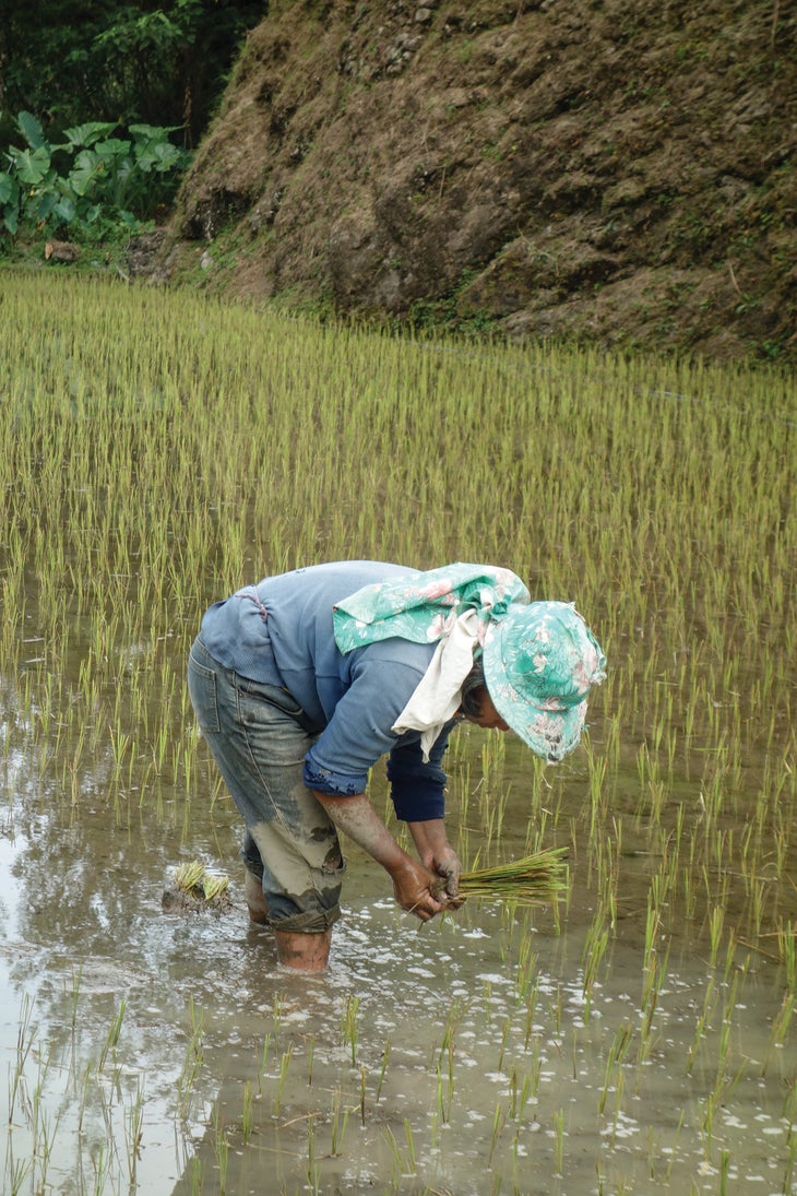 Paddies are flooded for months at a time in the Philippines.