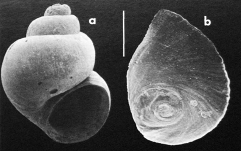 Freshwater Snail Declared Extinct