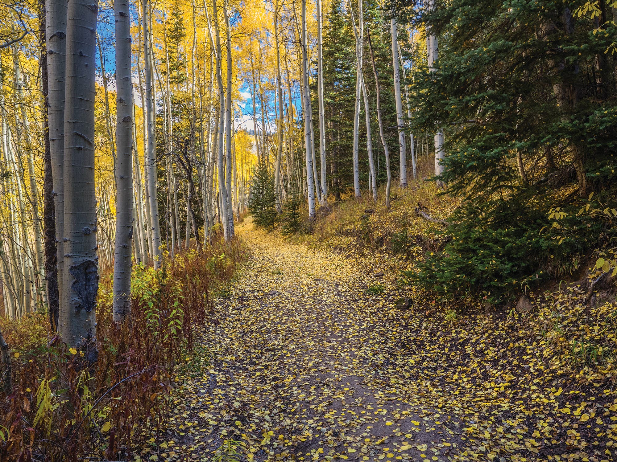 Spraddle Creek save trails