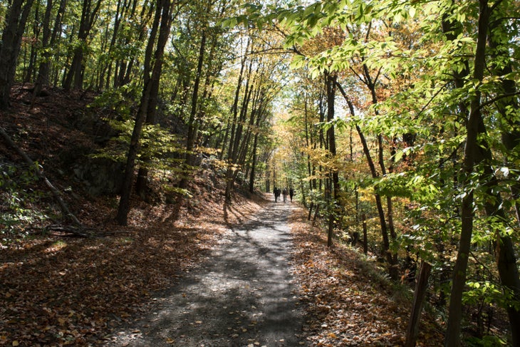 Croton 3 None