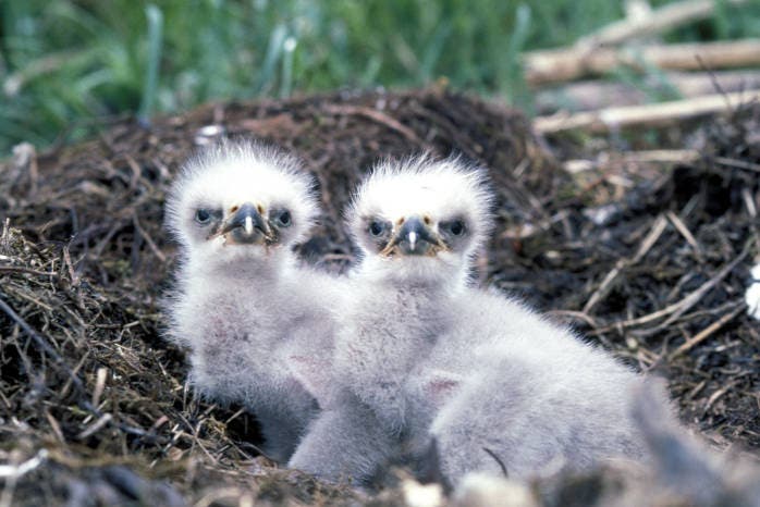 eagle chicks None