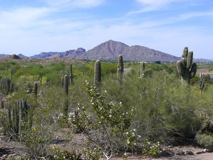 camelback None