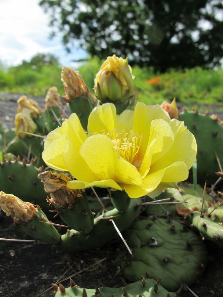 eastern prickly pear None