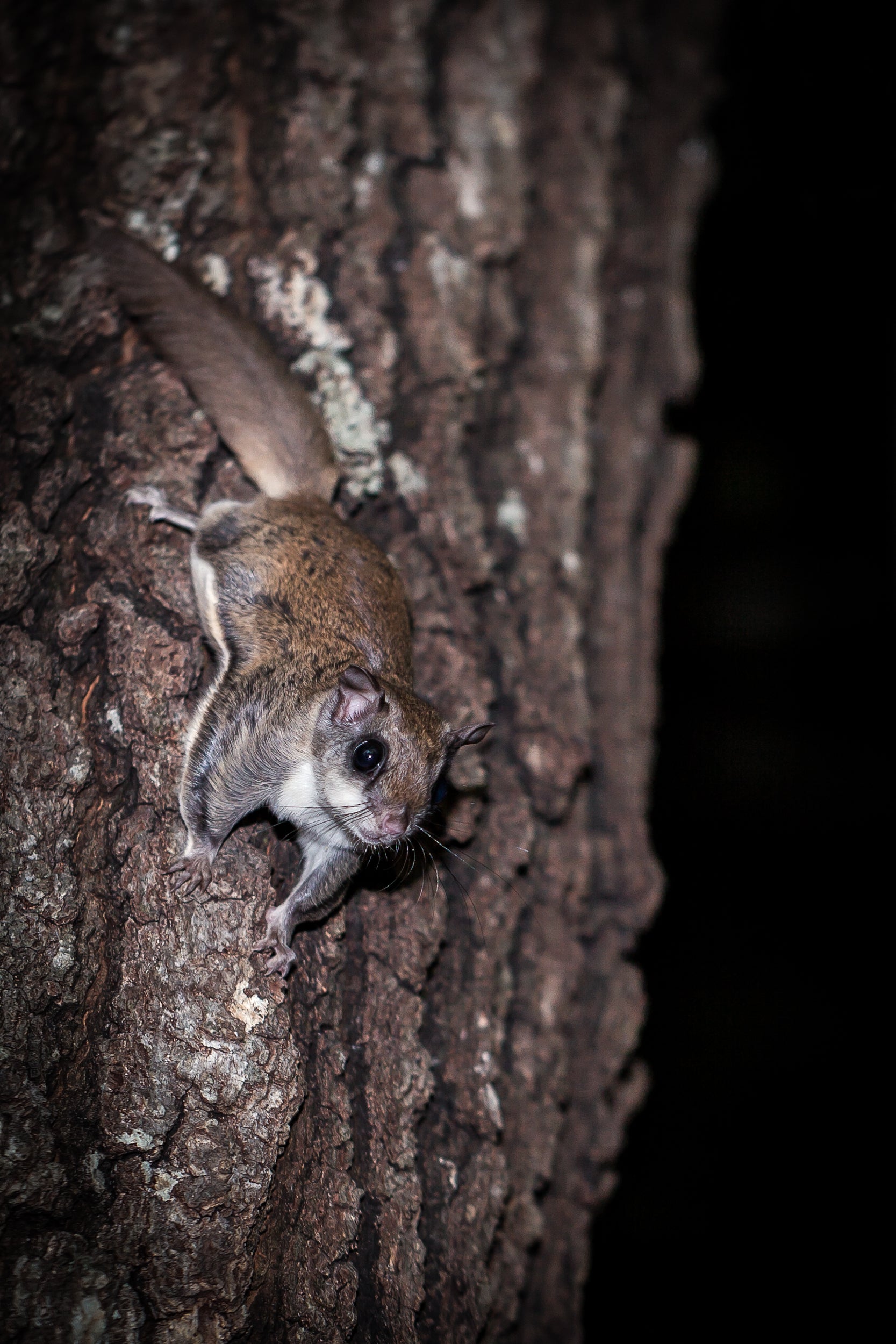 Camera Traps Capture Rare Flying Squirrel in Chicago