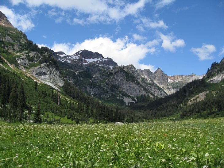 spider meadow None