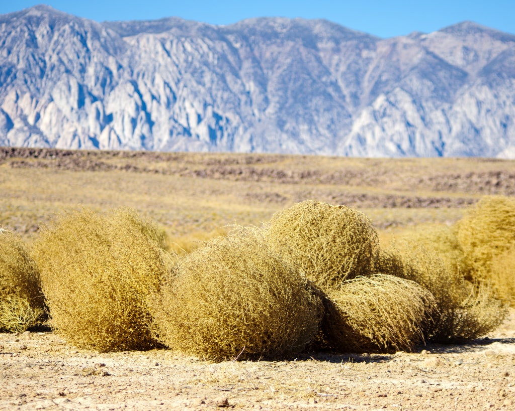 California's Meddlesome Tumbleweeds Could Grow Even More Menacing - Atlas  Obscura